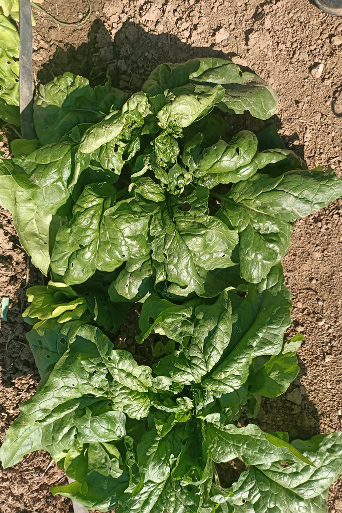 Llavors d'espinac abledat