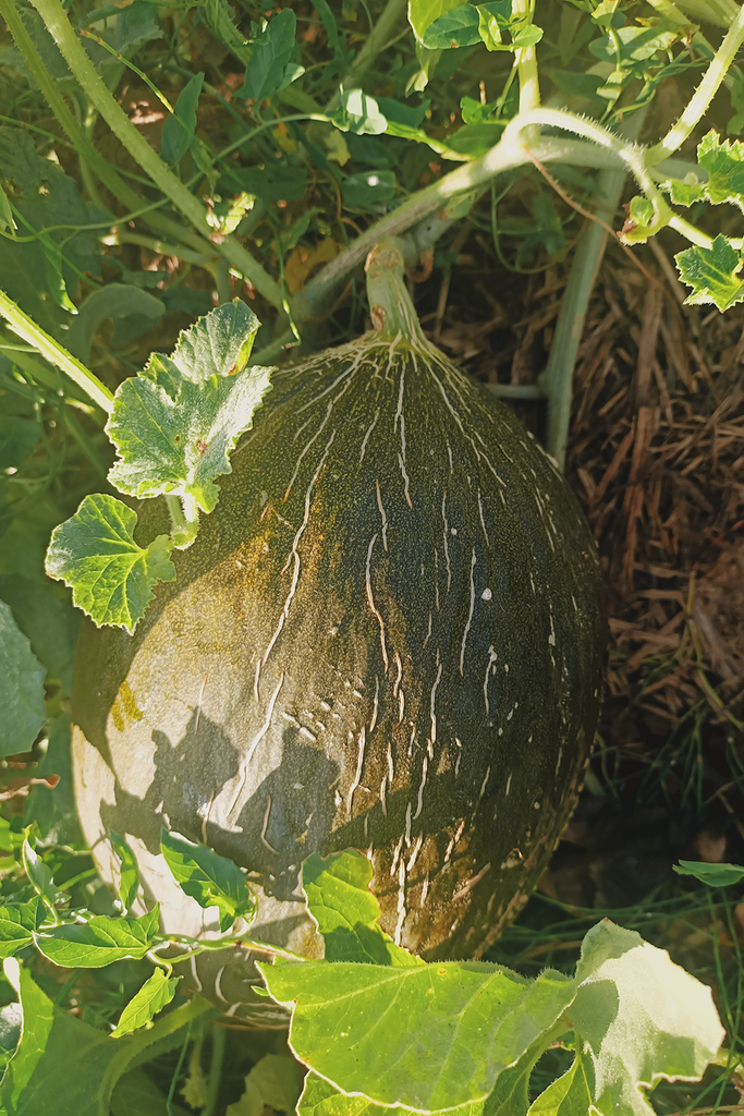 Llavors de Meló cruixent de la Irene