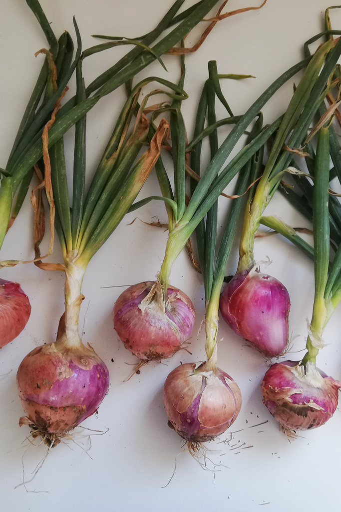 Llavors ceba cormorada