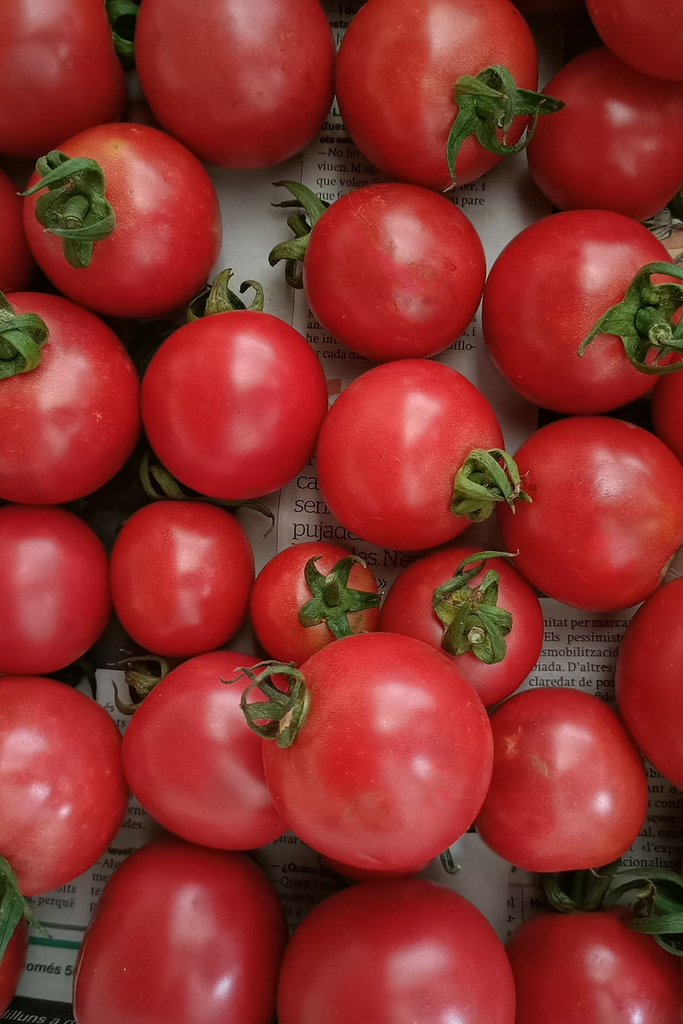 Llavors de tomata de sucar de Salàs