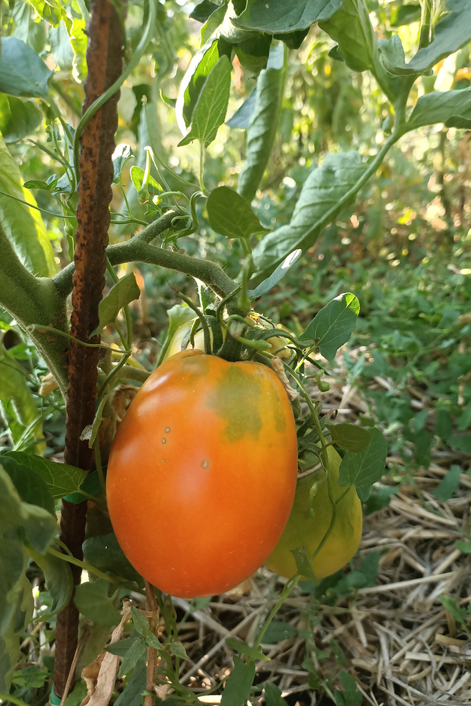 Llavors de tomata bombilla de Talarn