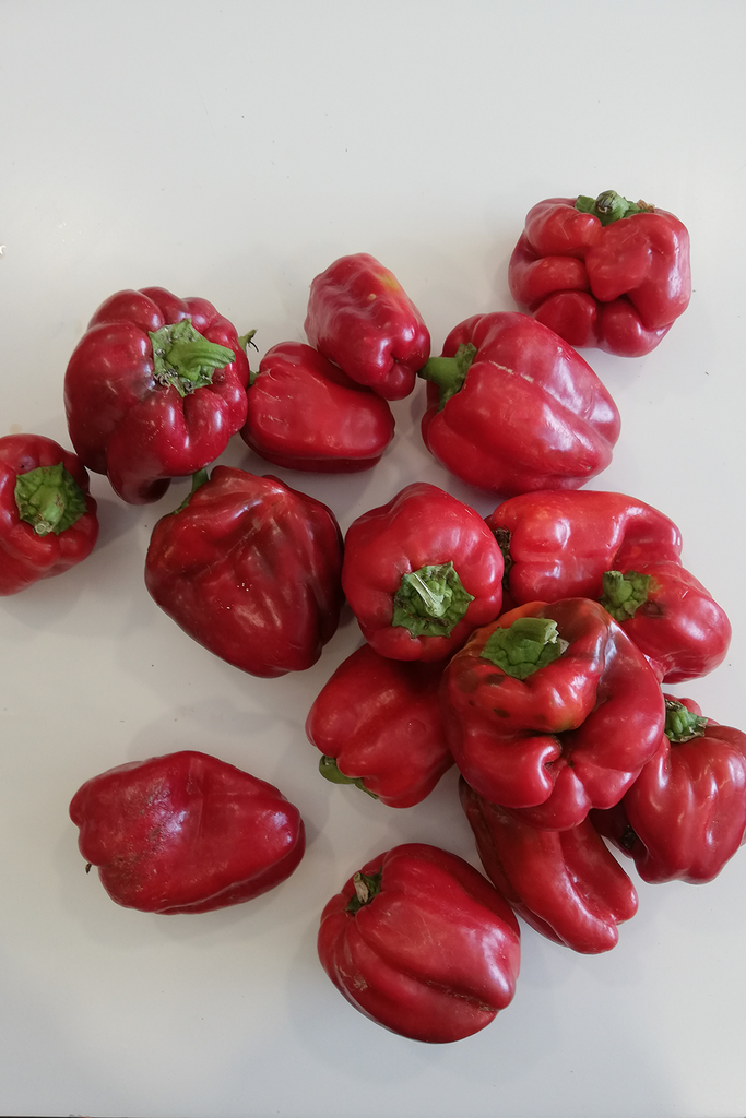 Llavors de pebrot de Puigcercós