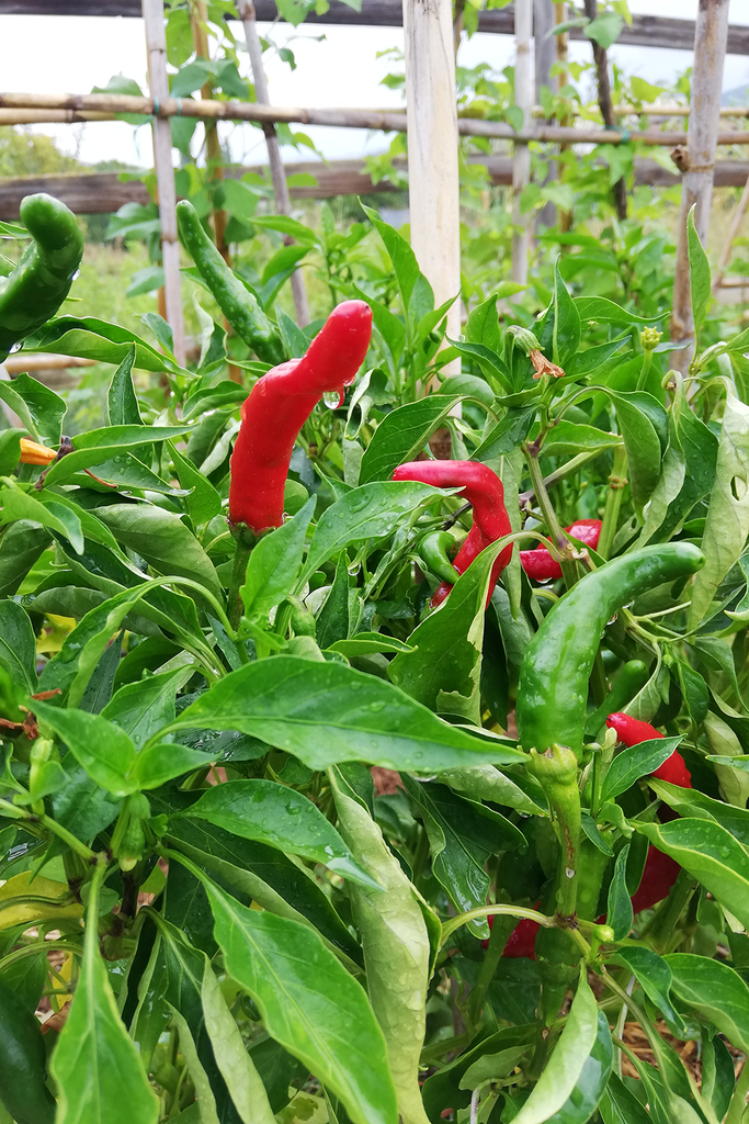 Llavors de pebrot coralet