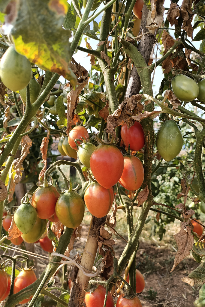 Llavors de tomata pruna de la Pobla de Segur