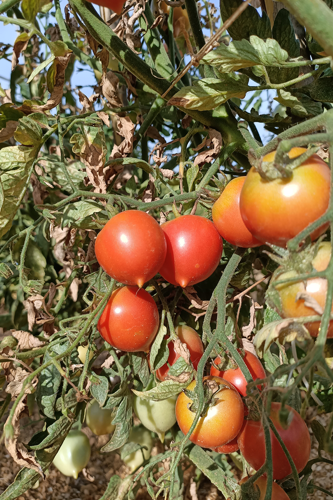 Llavors de tomata de penjar de la punxeta