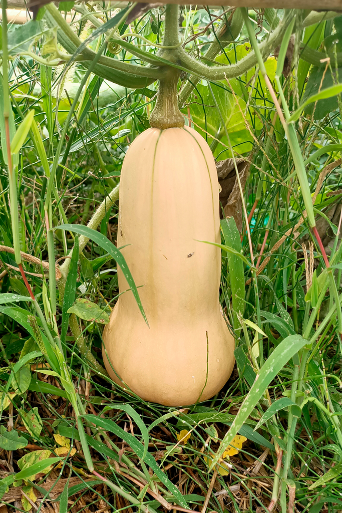 Llavors de carbassa llargueruda del Quintín