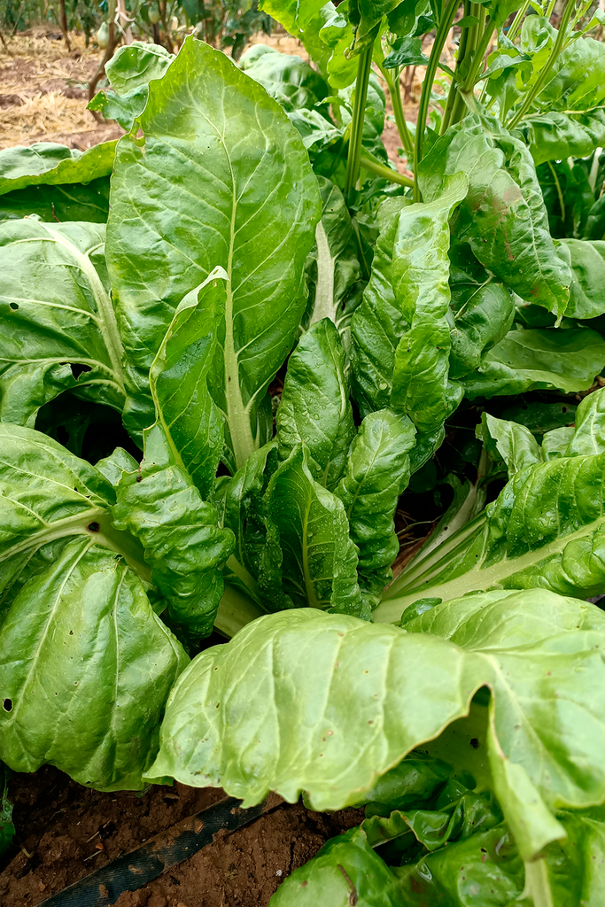 Llavors de bleda d'Erinyà