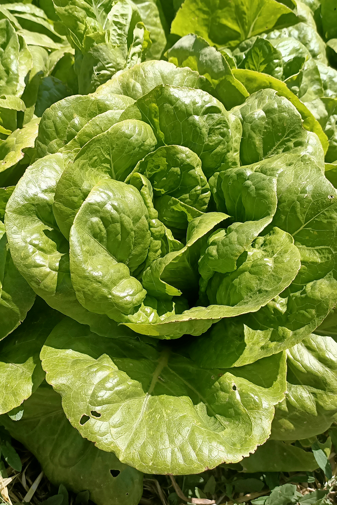 Llavors d'enciam negre de Fontsagrada